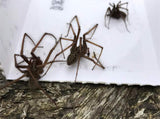6X SPIDER KILLER TRAPS POISON FREE HOME SAFE CRAWLING INSECT TRAP INDOOR OUTDOOR